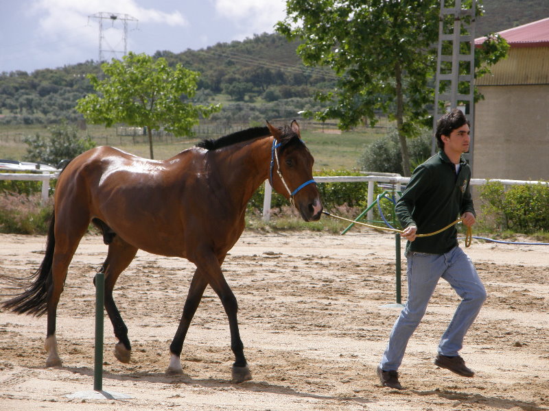 Caceres 096.jpg