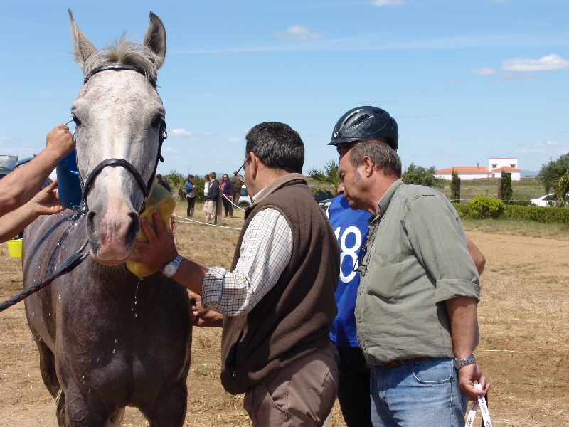 Talavera 232.jpg