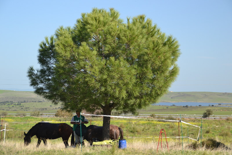 Caceres 083.jpg