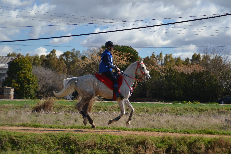 El Corzo 180.jpg