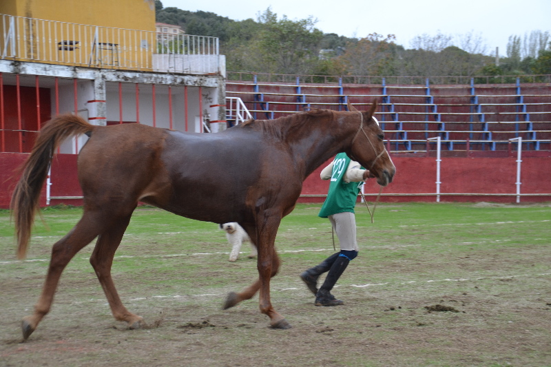 Caceres 175.jpg