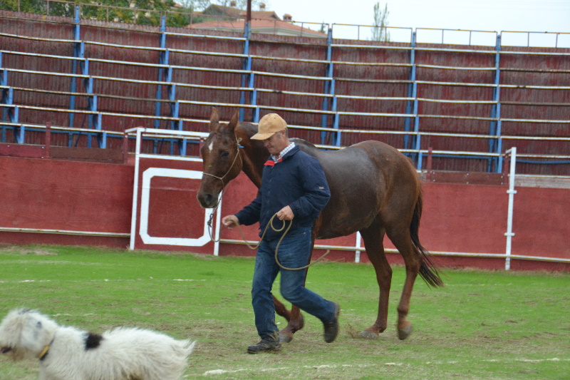 Caceres 176.jpg